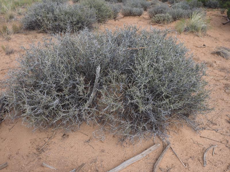 Canyonlands National Park, Utah (UT): Mesa Arch Trail: Blackbrush (Coleogyne ramosissima)