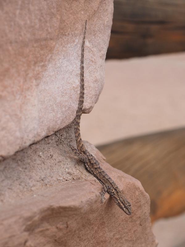 Canyonlands National Park, Utah (UT): Buck Canyon Overlook: lizard