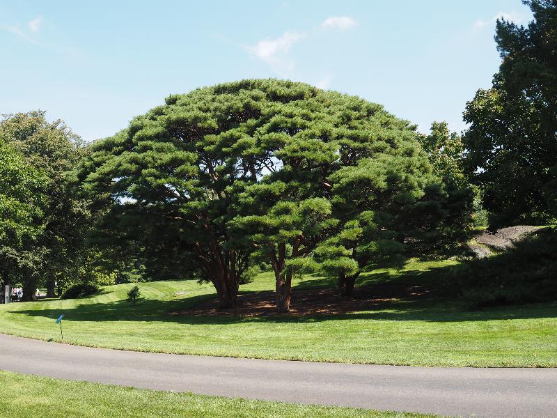 Bronx, New York (NY): New York Botanical Garden: Tanyosho Pine (Pinus densiflora 'Umbraculifera')