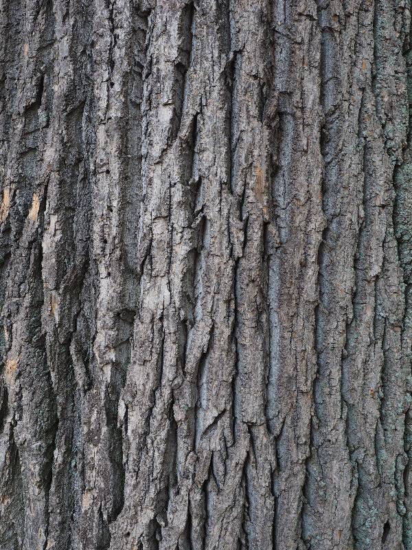 Bronx, New York (NY): New York Botanical Garden: Tulip Tree (Liriodendron tulipifera)