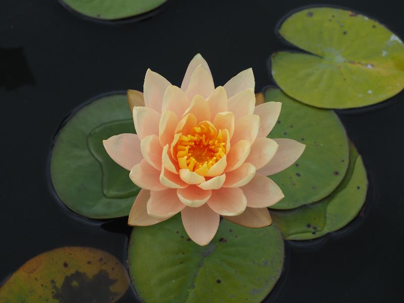 Bronx, New York (NY): New York Botanical Garden: Waterlily (Nymphaea 'Clyde Ikins')