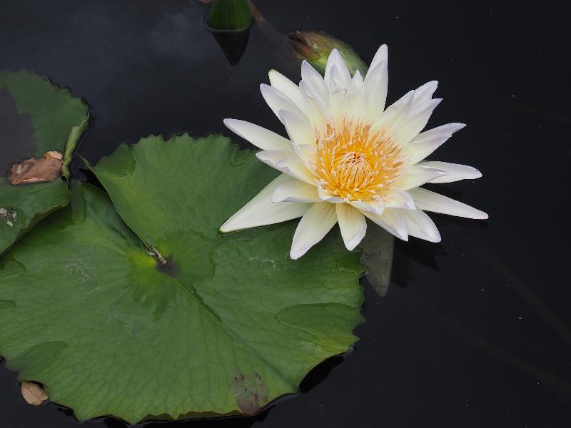 Bronx, New York (NY): New York Botanical Garden: Waterlily (Nymphaea 'Moon Beam')