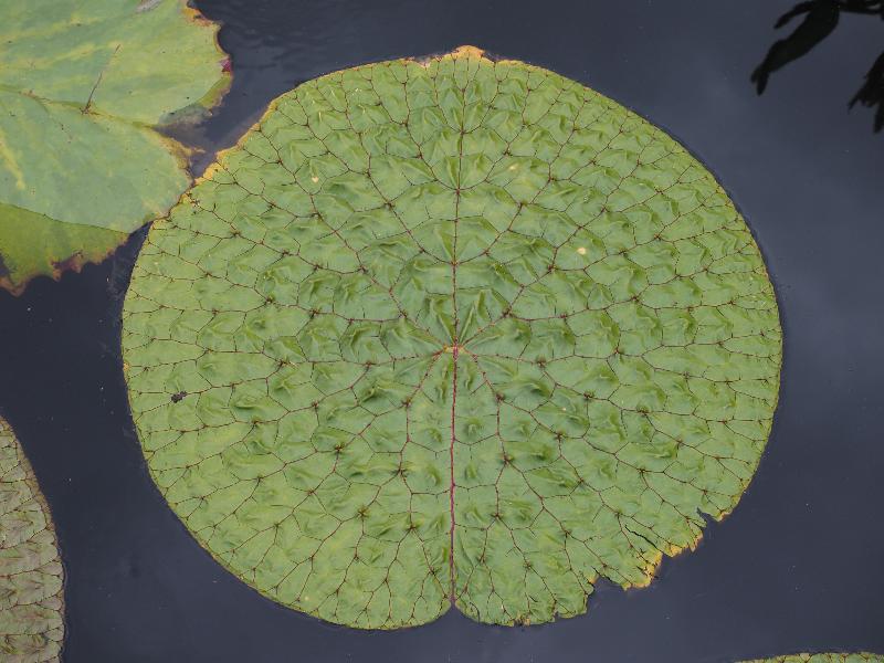 Bronx, New York (NY): New York Botanical Garden: Waterlily pad