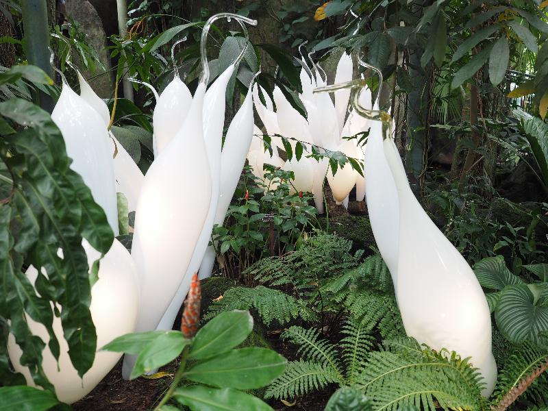 Bronx, New York (NY): New York Botanical Garden: White Belugas (2017, Dale Chihuly)