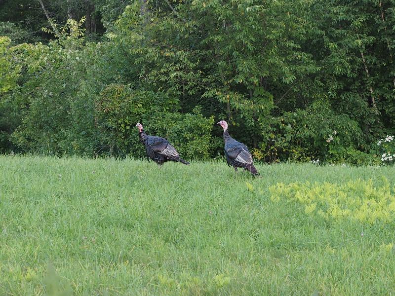 Montgomery, Massachusetts (MA): wild Turkeys