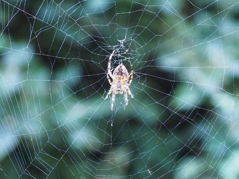 Cambridge, England: Roseford Road: spider on web