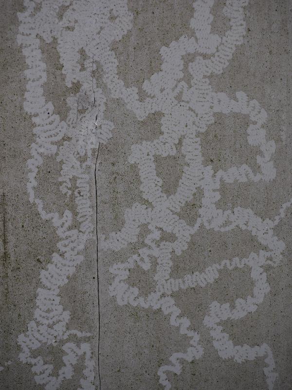 Cambridge, England: Roseford Road: slug trails on door