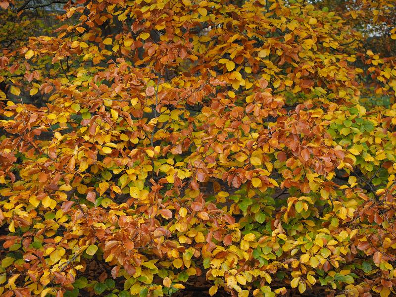 Cambridge, England: Sidney Sussex College: beech tree with autumn colour