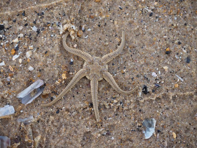 Thornham, England: Holme Dunes National Nature Reserve: starfish