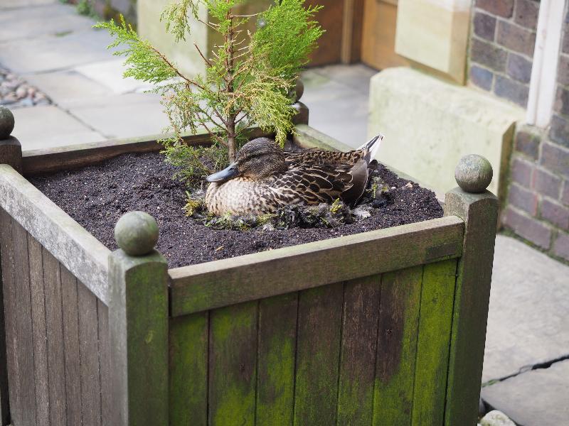 Cambridge, England: St Catharine's College: mother duck on nest in plant pot