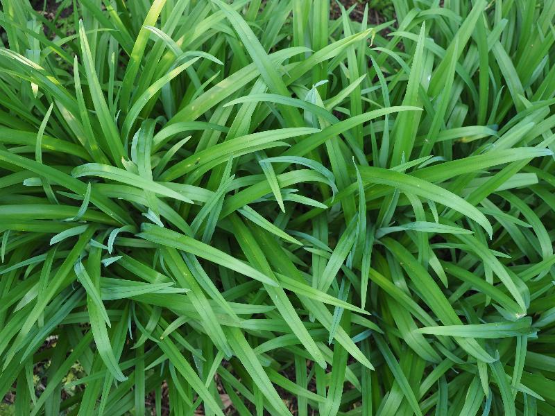 Cambridge, England: Roseford Road: day lily leaves