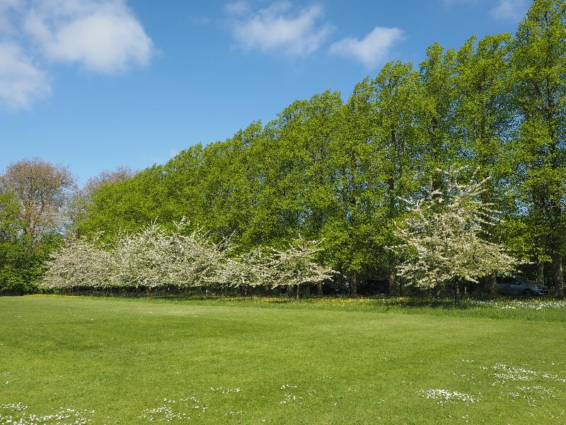 Cambridge, England: Trinity College: The Avenue, cherry trees and lime trees