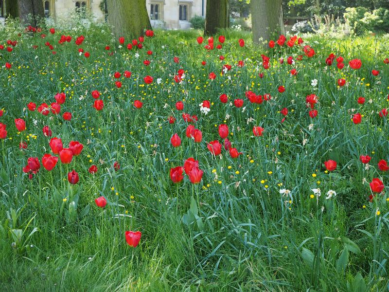 Cambridge, England: Trinity College: The Avenue, tulips and buttercups
