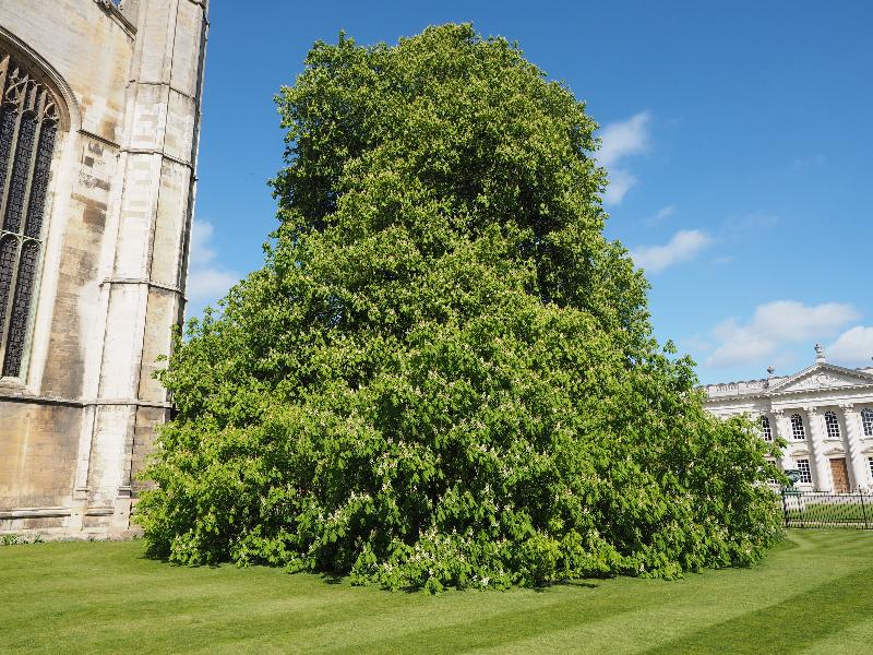 Cambridge, England: King's College: Horse Chestnut tree in flower