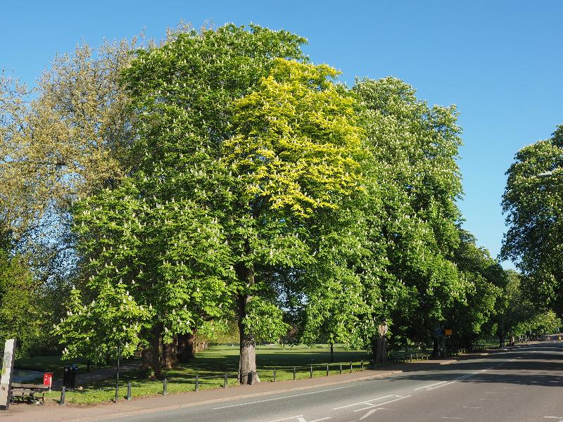 Cambridge, England: Victoria Avenue: Horse Chestnut trees in flower