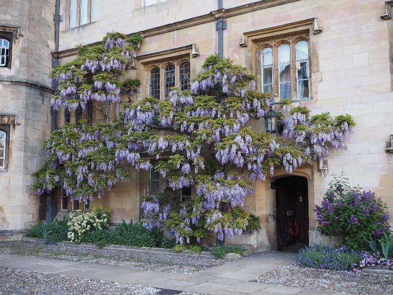 Cambridge, England: Trinity College: Great Court, wisteria