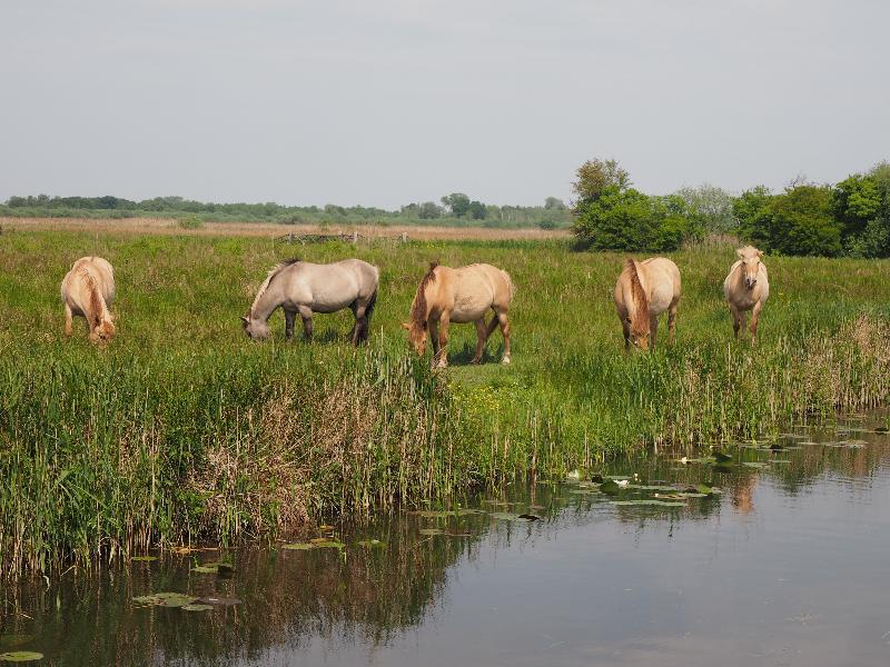 Wicken, England: Wicken Fen: Konik ponies