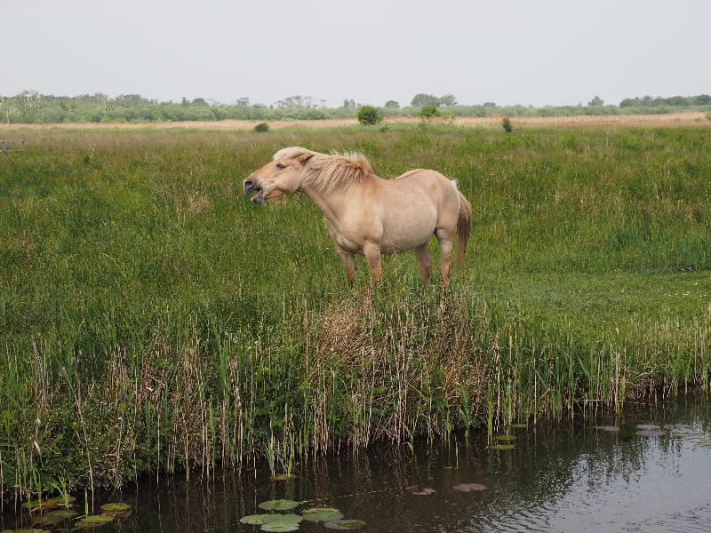 Wicken, England: Wicken Fen: Konik pony