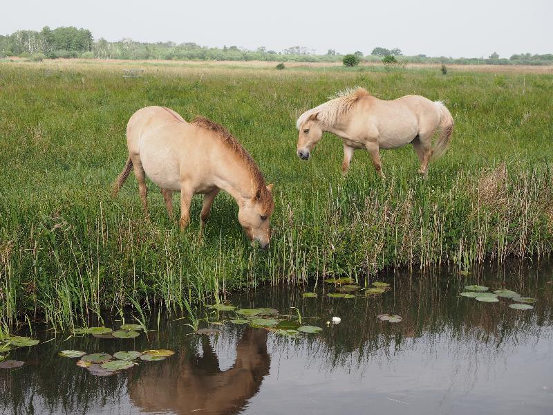 Wicken, England: Wicken Fen: Konik ponies