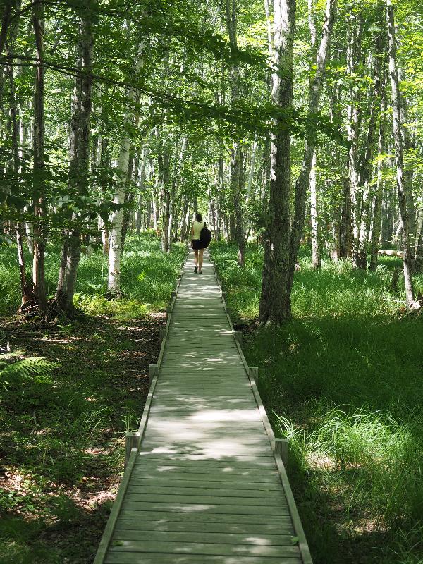 Acadia National Park, Maine (ME): Jesup Path: boardwalk