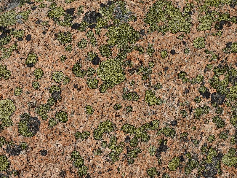 Acadia National Park, Maine (ME): Cadillac Mountain: lichen on rock