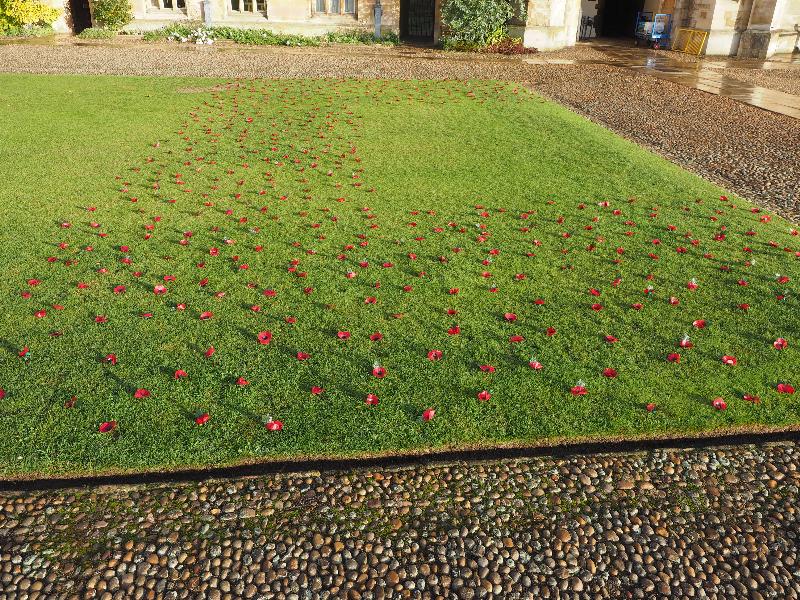 Cambridge, England: Trinity College: Great Court, poppies (100th anniversary of WW1 Armistice Day)