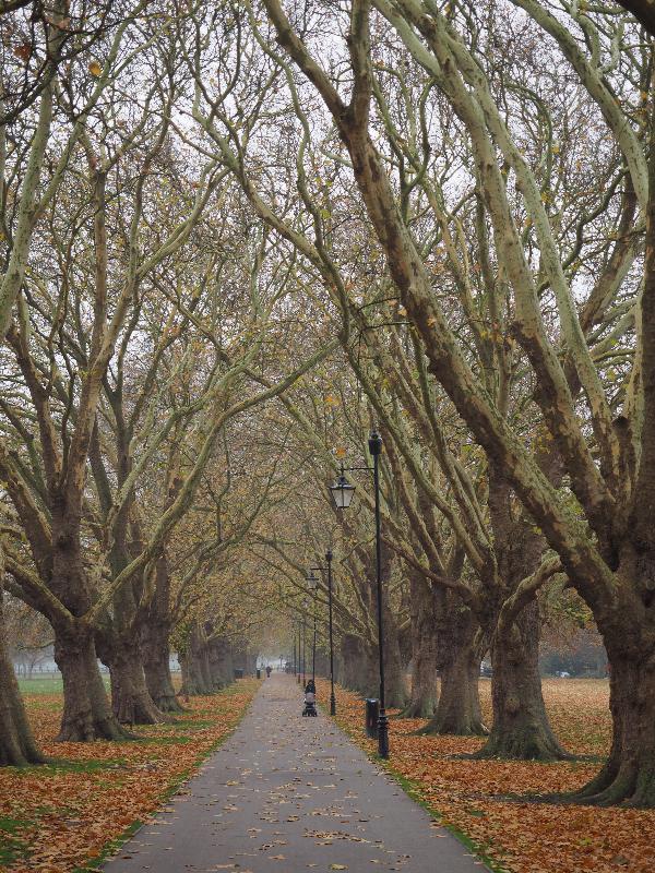 Cambridge, England: Jesus Green: Plane trees (Platanus), late autumn