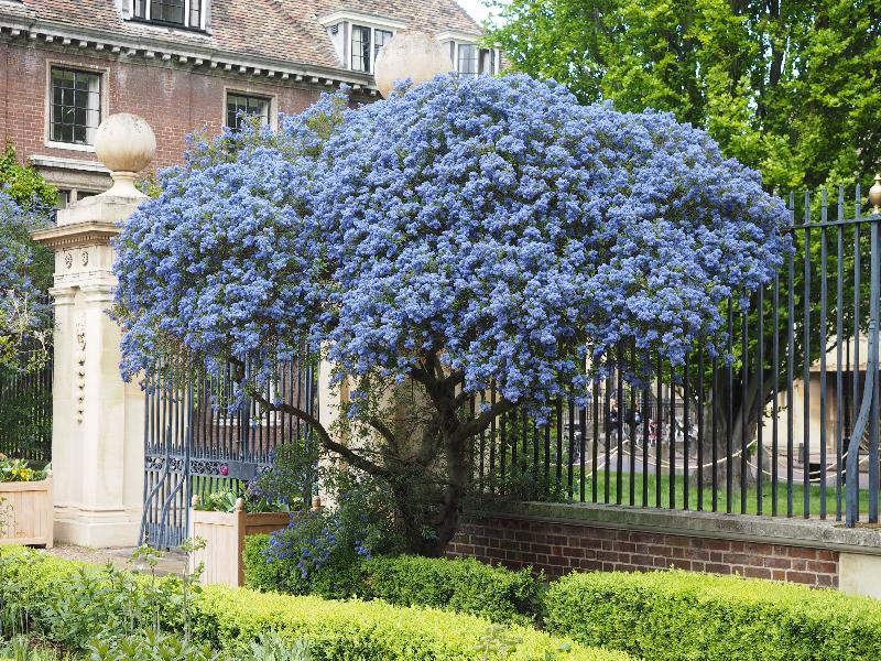 Cambridge, England: St Catharine's College: Ceanothus