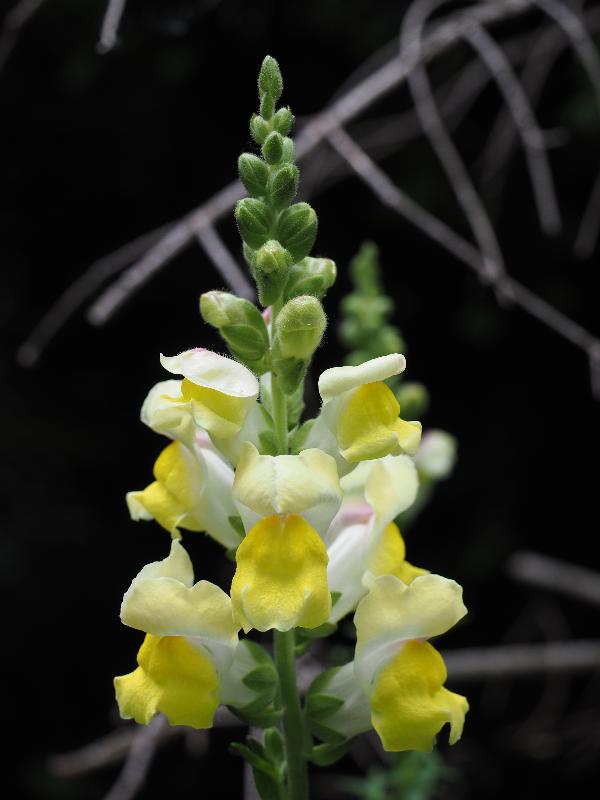 Cambridge, England: Roseford Road: yellow Antirrhinum majus (snapdragon)