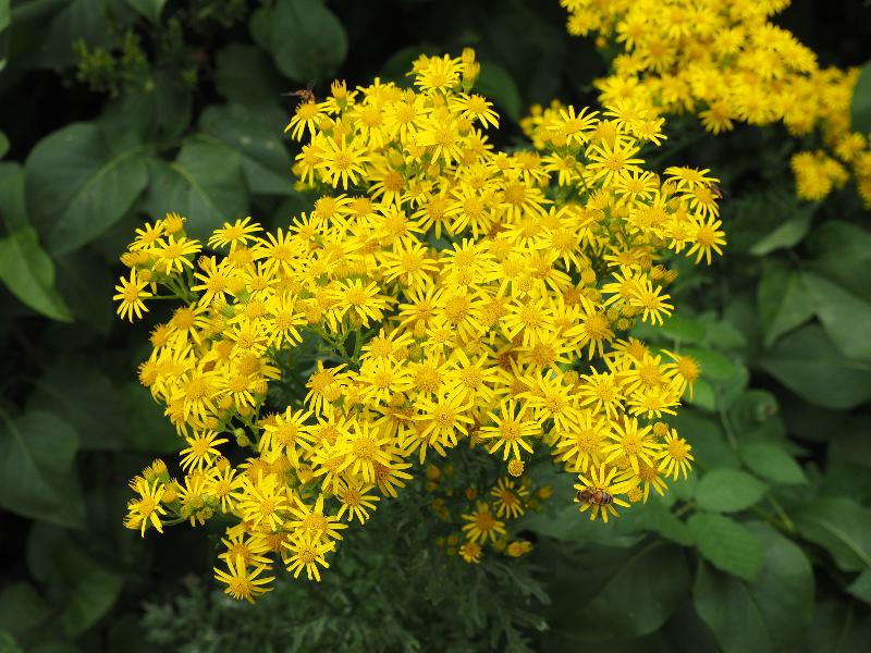 Cambridge, England: Roseford Road: Senecio jacobaea (Common Ragwort)