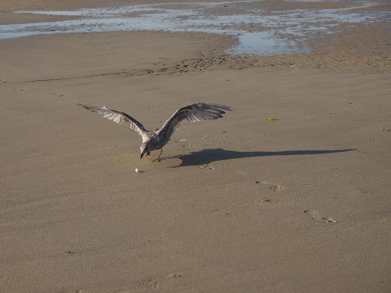 Sandwich, Massachusetts (MA): beach: seagull dashing for bread roll piece