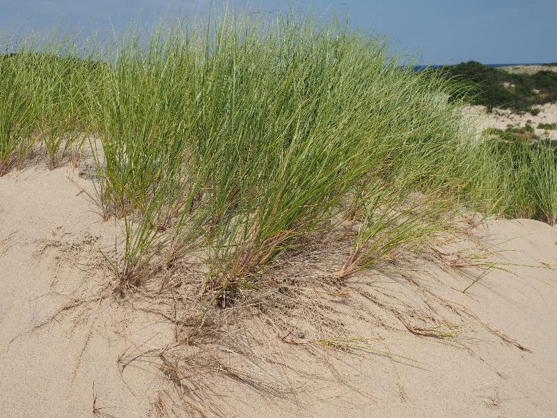 Provincetown, Massachusetts (MA): sand dunes: grass