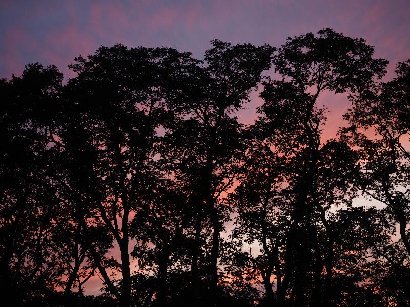 Wellfleet, Massachusetts (MA): Wellfleet Drive-In Theatre: trees silhouetted at sunset