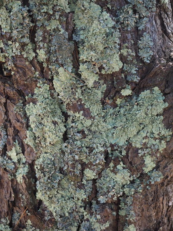Brewster, Massachusetts (MA): Nickerson State Park: lichen