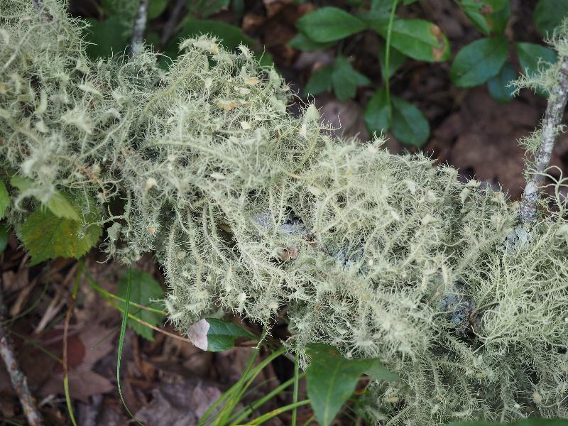 Brewster, Massachusetts (MA): Nickerson State Park: Beard lichen (Usnea strigosa)