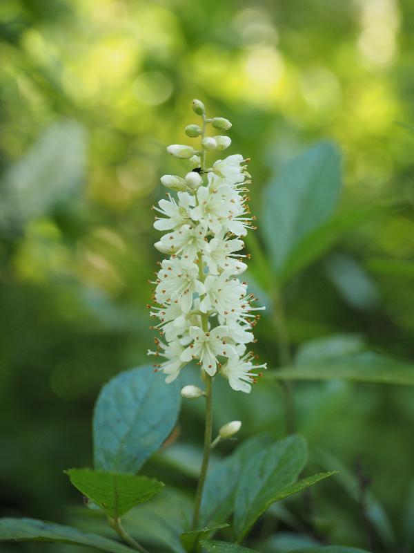 Brewster, Massachusetts (MA): Nickerson State Park: Sweet Pepperbush (Clethra alnifolia)