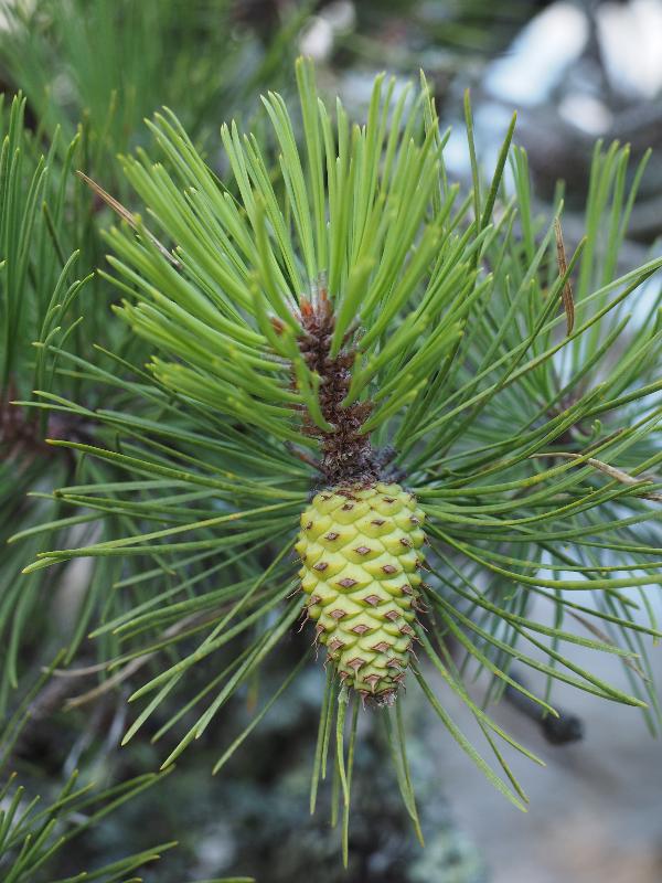Brewster, Massachusetts (MA): Nickerson State Park: pine tree cone