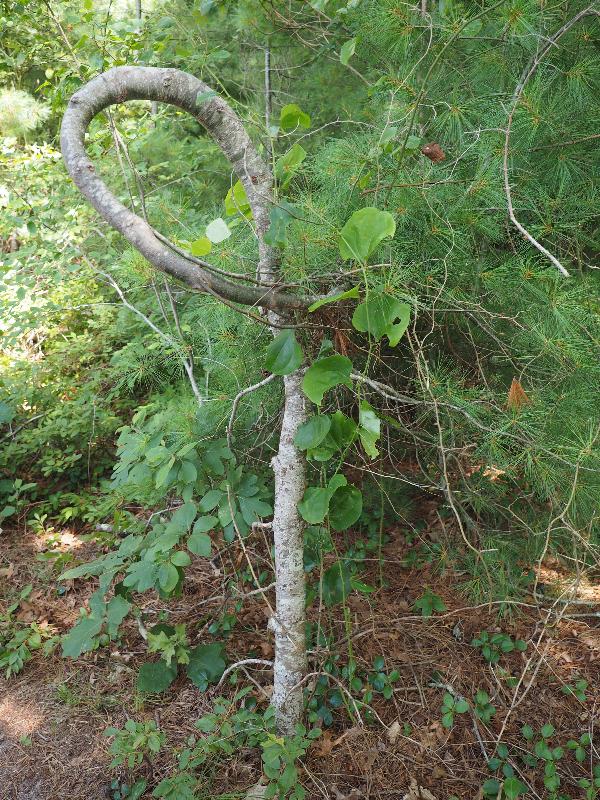 Brewster, Massachusetts (MA): Nickerson State Park: pine tree wrapped in a loop