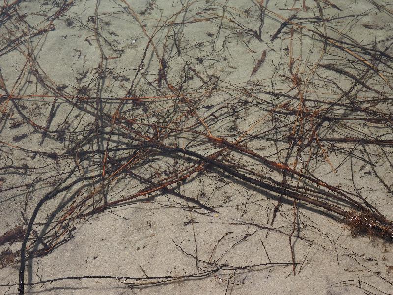 Brewster, Massachusetts (MA): Nickerson State Park: roots in water
