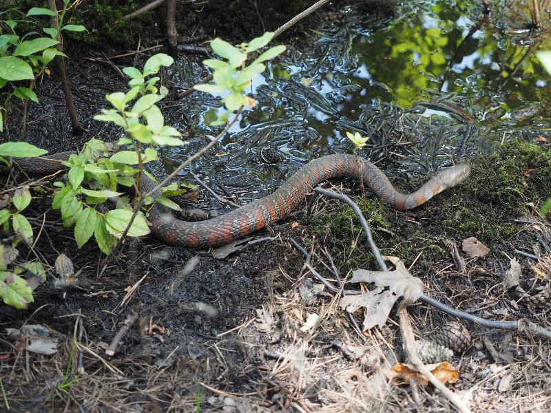 Brewster, Massachusetts (MA): Nickerson State Park: Northern water snake (Nerodia sipedon)