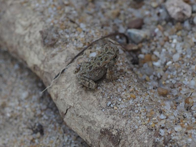 Brewster, Massachusetts (MA): Nickerson State Park: small frog