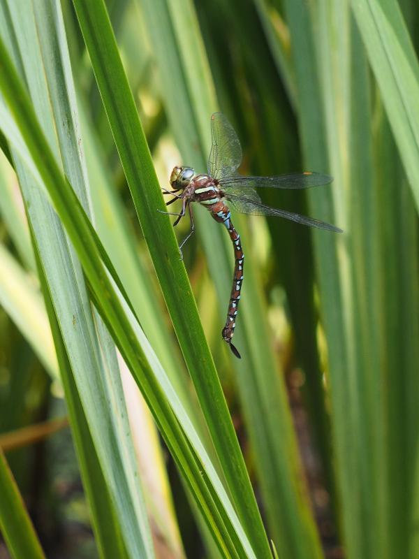 Northampton, Massachusetts (MA): Childs Park: brown and blue dragonfly