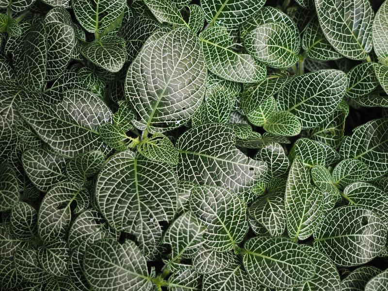 London, England: Kew Gardens: Fittonia albivenis 'Argyroneura'