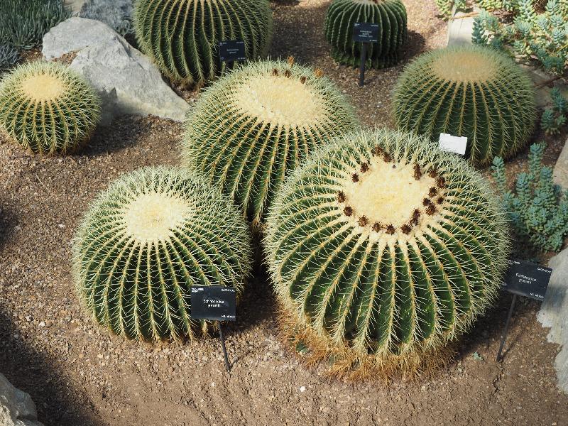 London, England: Kew Gardens: Echinocactus grusonii