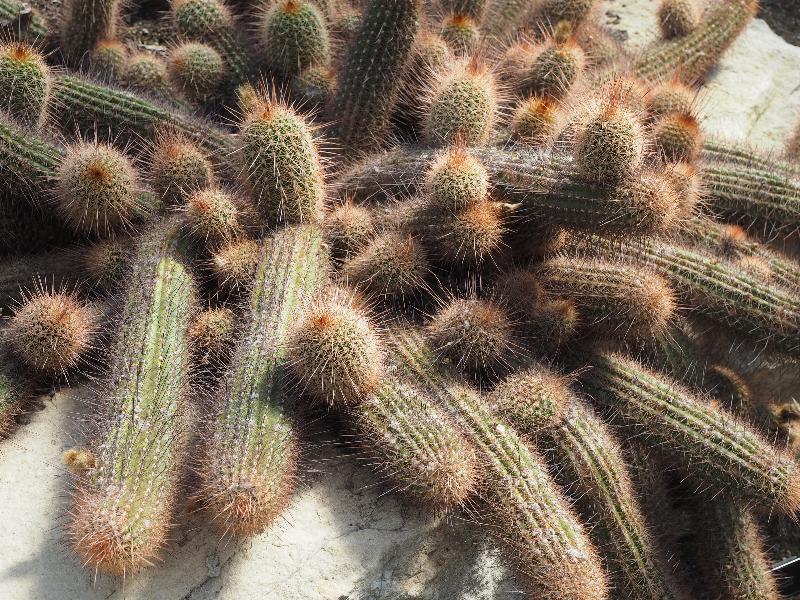 London, England: Kew Gardens: Echinopsis aff. Strigosa