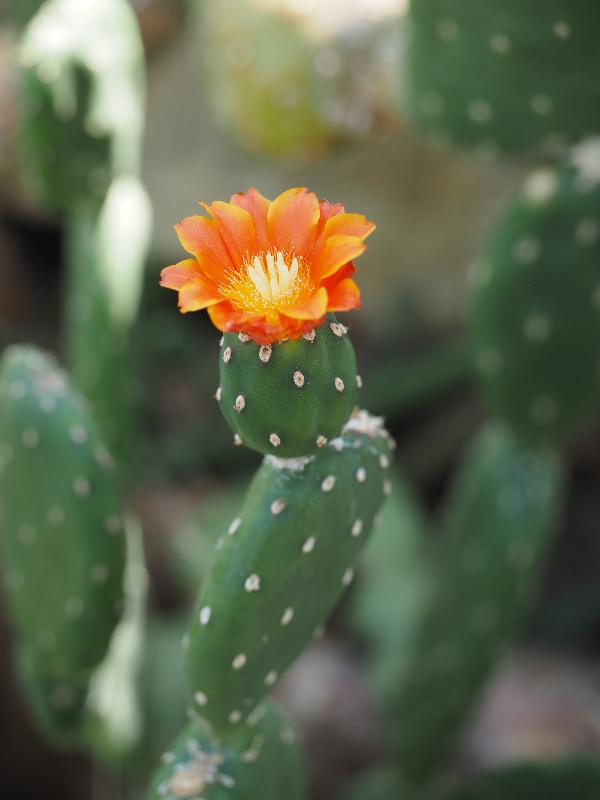 London, England: Kew Gardens: Opuntia quitensis