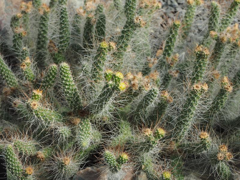 London, England: Kew Gardens: Tephrocactus weberi