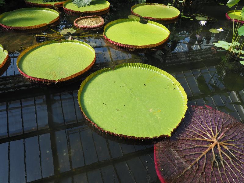 London, England: Kew Gardens: Giant waterlily (Victoria amazonica)
