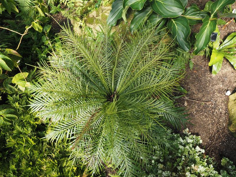 London, England: Kew Gardens: Blechnum orientale