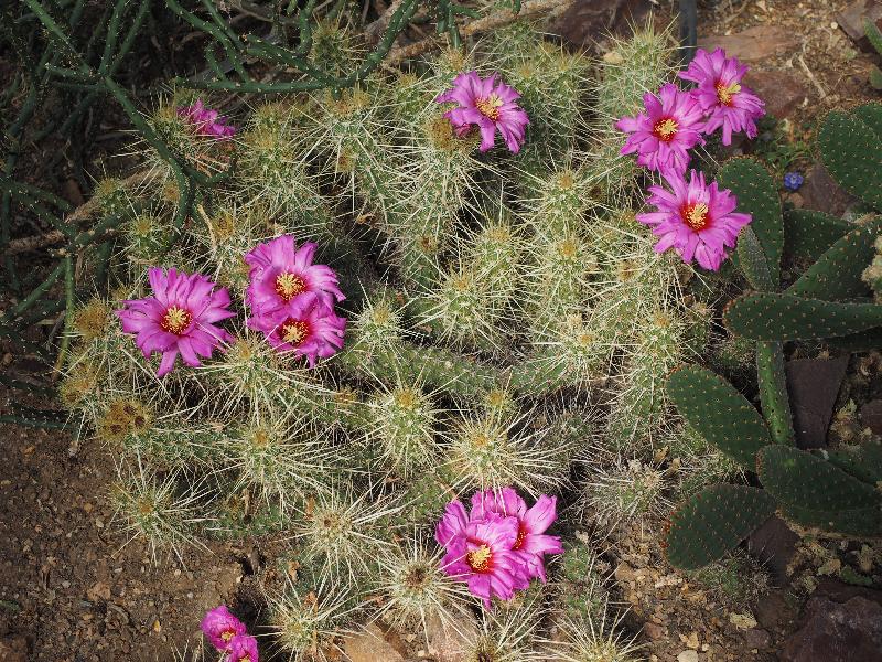 London, England: Kew Gardens: Echinocereus brandegeei